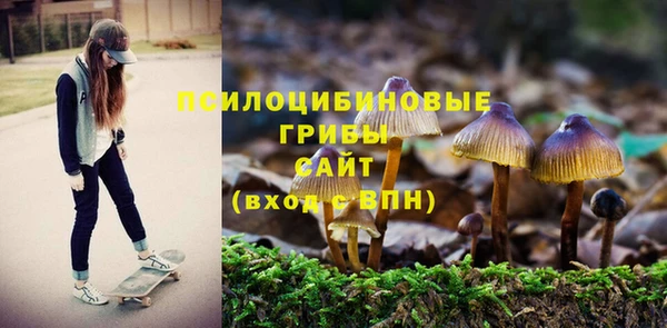 гашик Дмитров